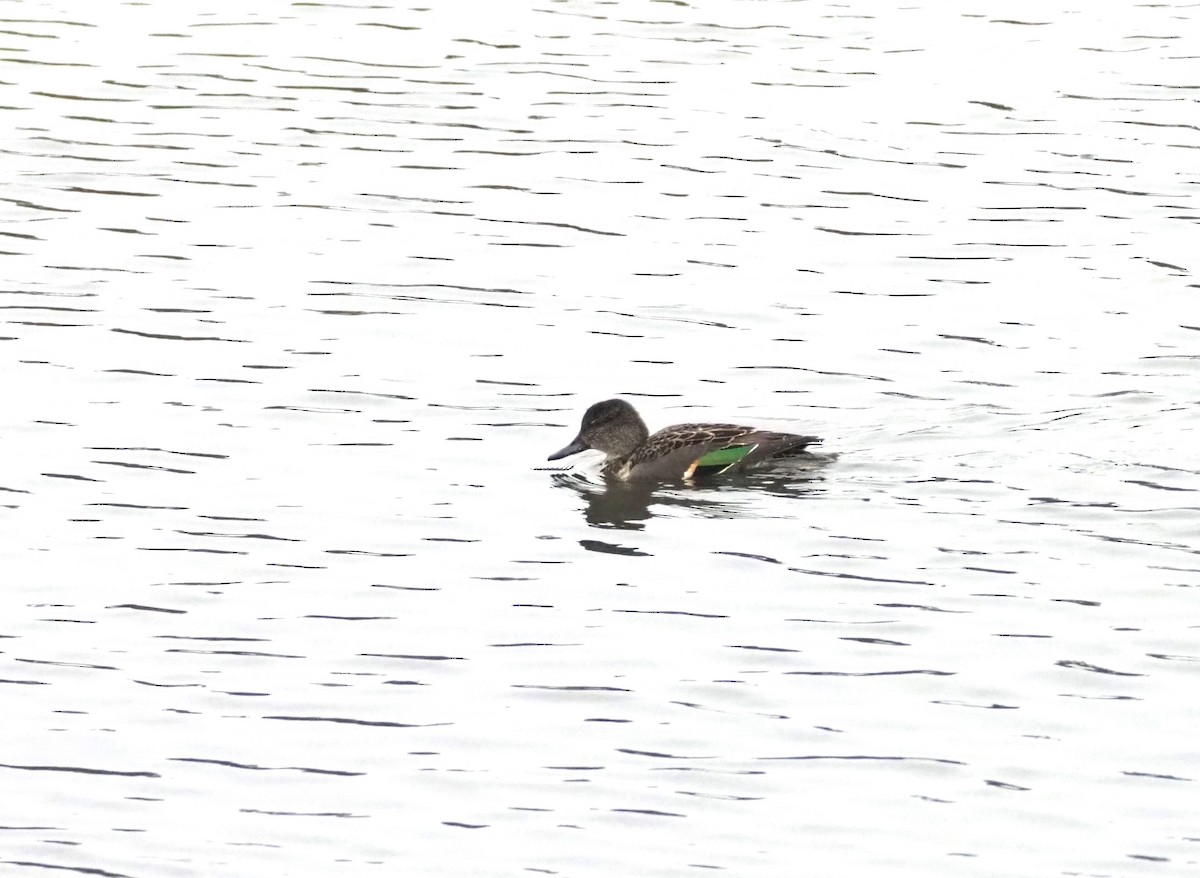 Green-winged Teal - ML624552420