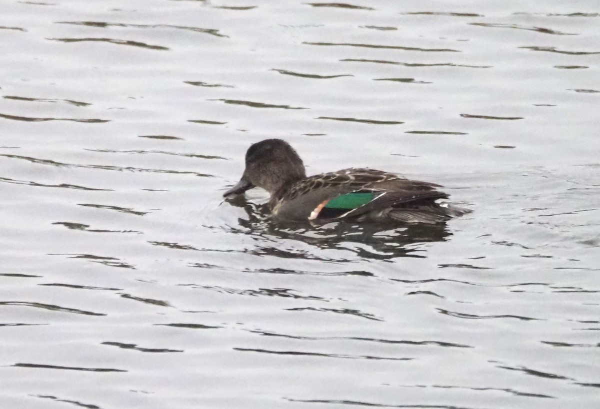 Green-winged Teal - ML624552421