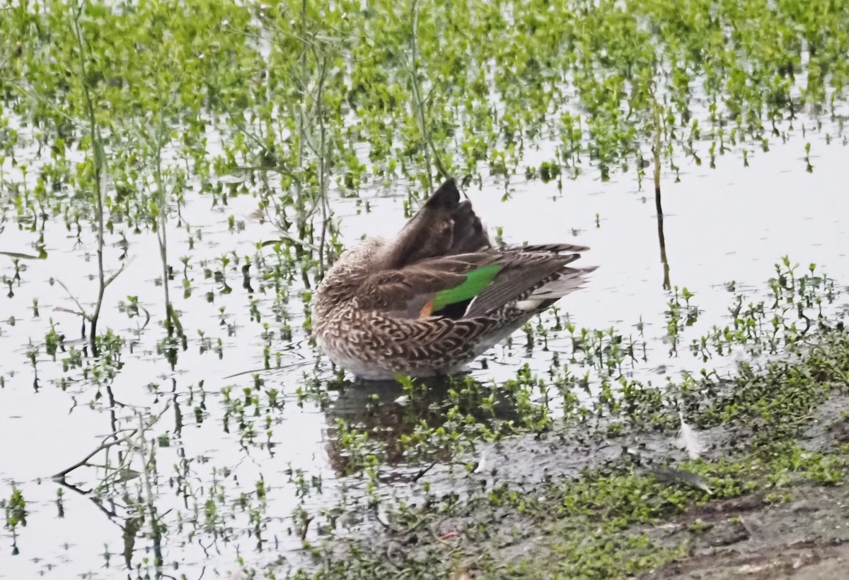 Green-winged Teal - ML624552422