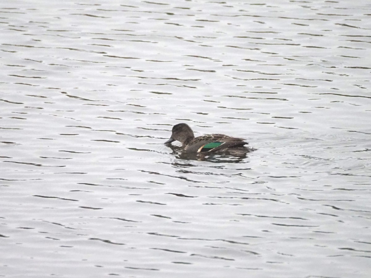 Green-winged Teal - ML624552423