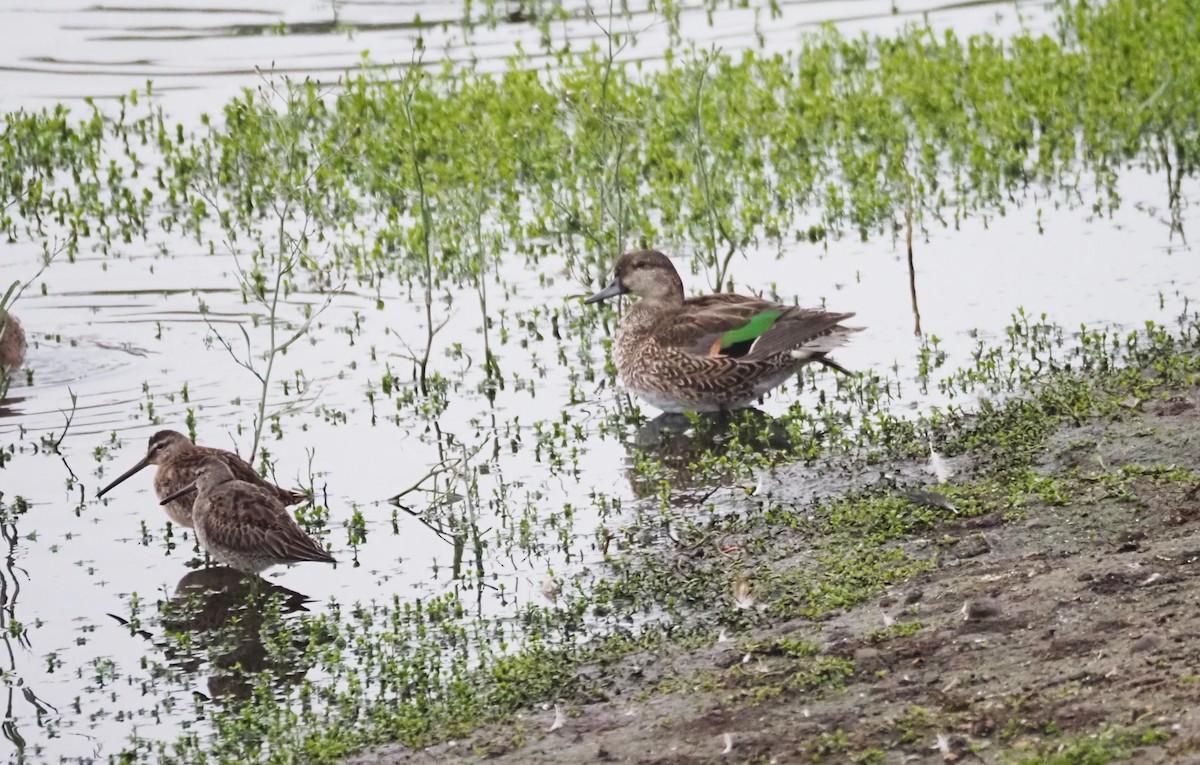 Green-winged Teal - ML624552424