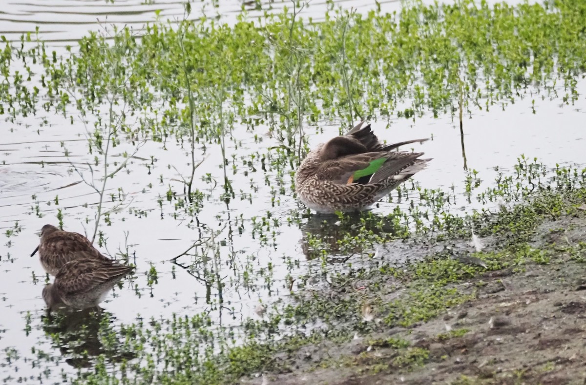 Green-winged Teal - ML624552425