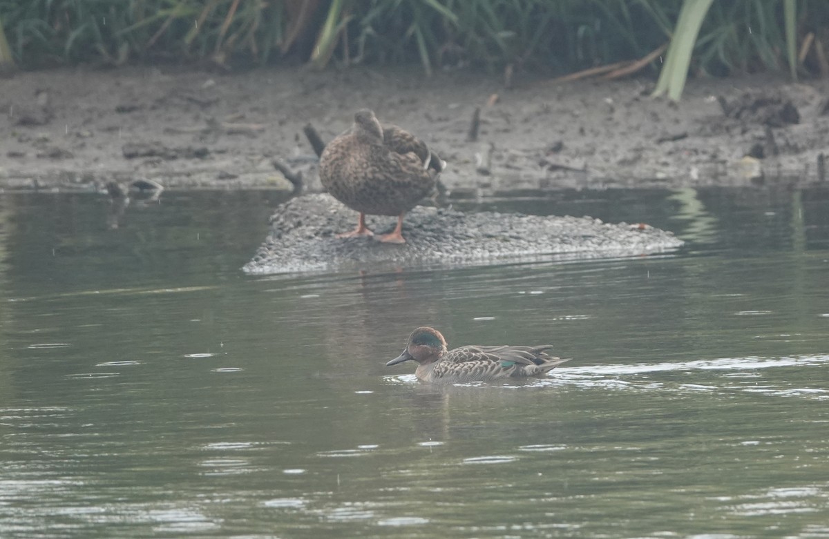 Green-winged Teal - ML624552427