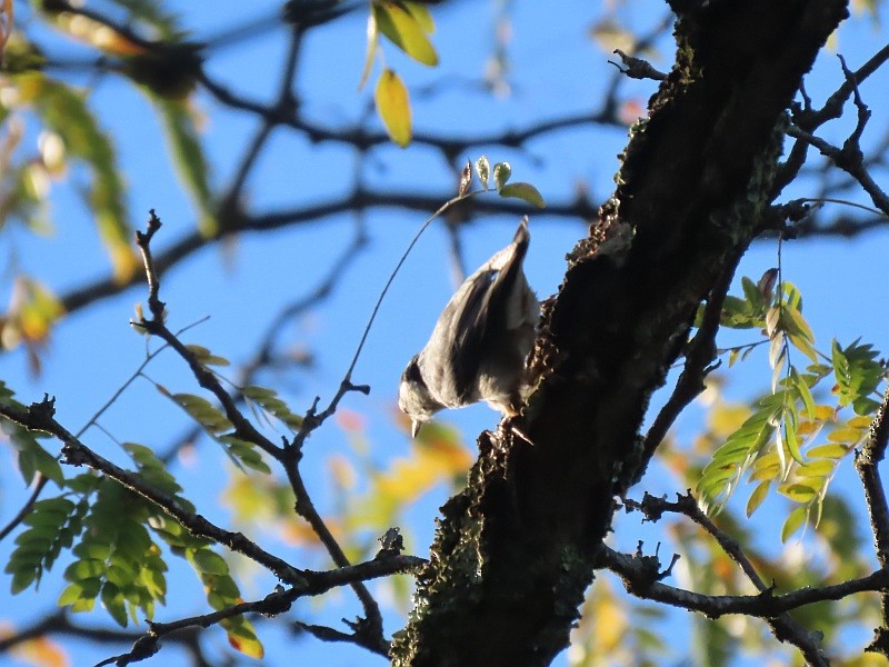 White-breasted Nuthatch - ML624552428