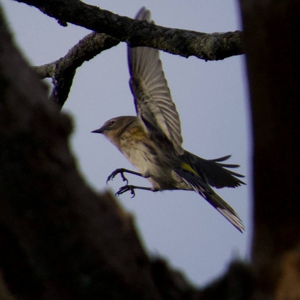 Yellow-rumped Warbler - ML624552429