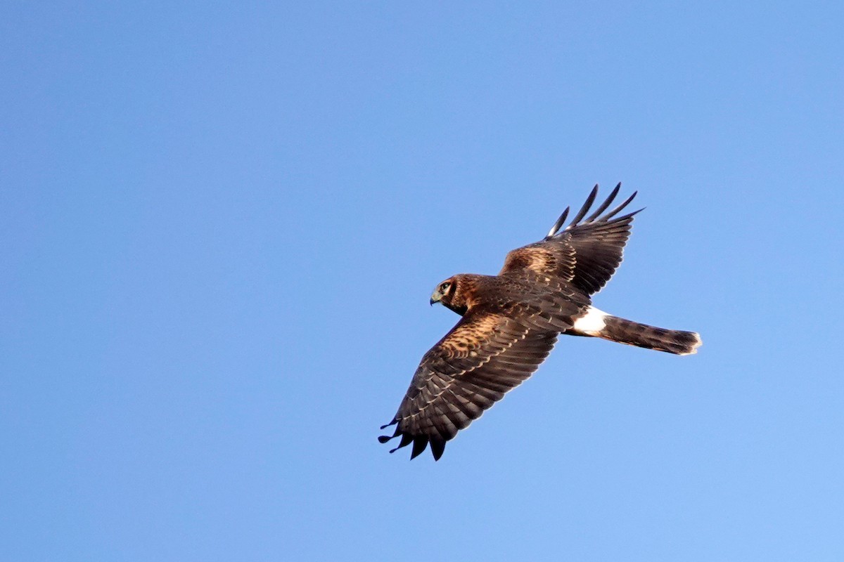 Northern Harrier - Louise Courtemanche 🦅