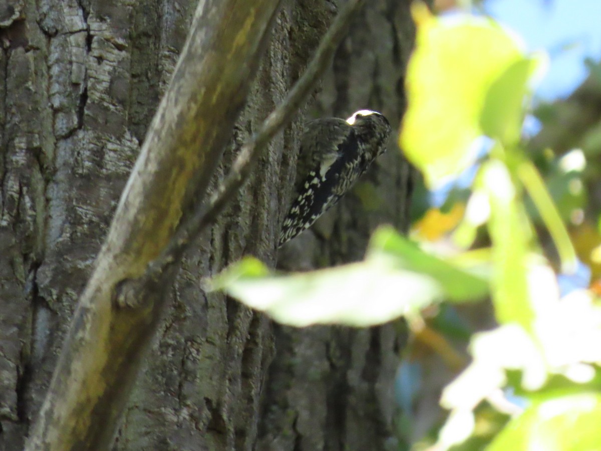 Yellow-bellied Sapsucker - ML624552434