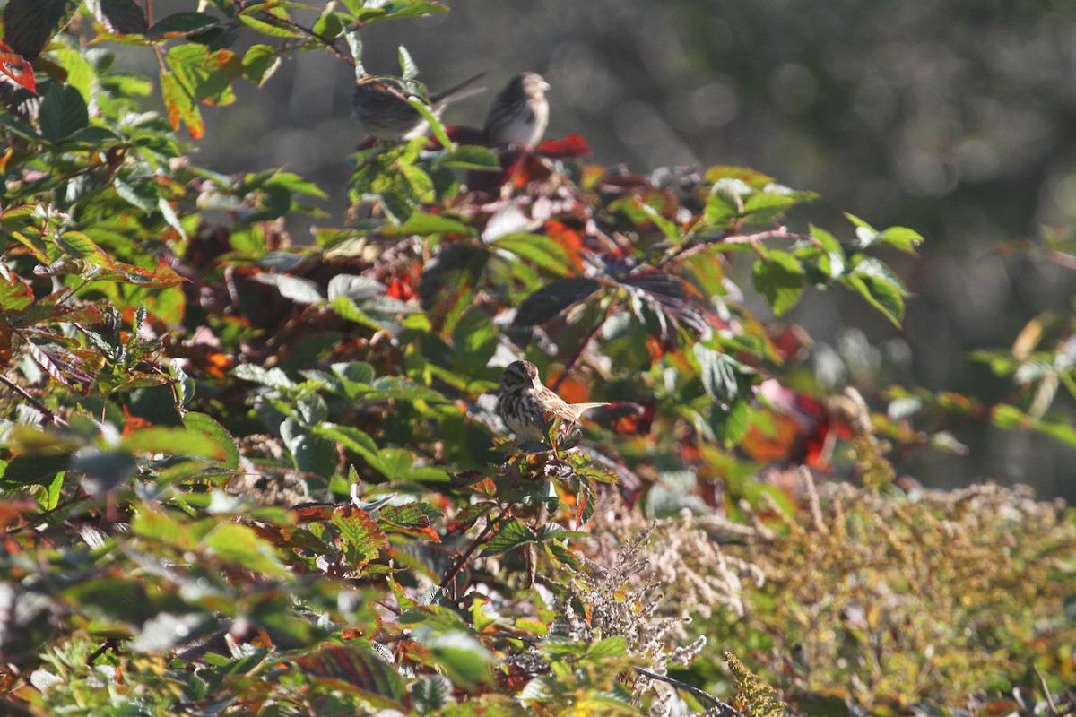 Song Sparrow - ML624552438