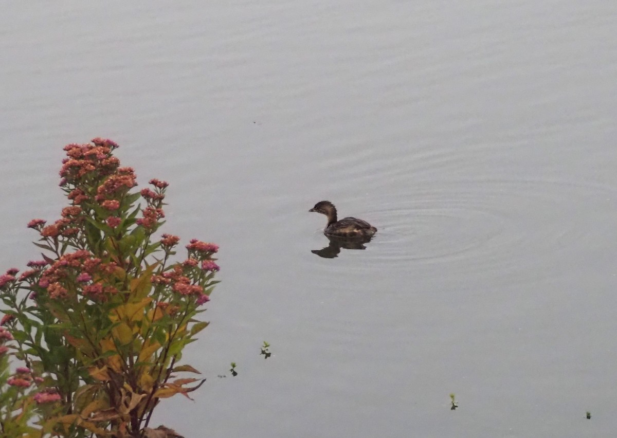 Pied-billed Grebe - ML624552442