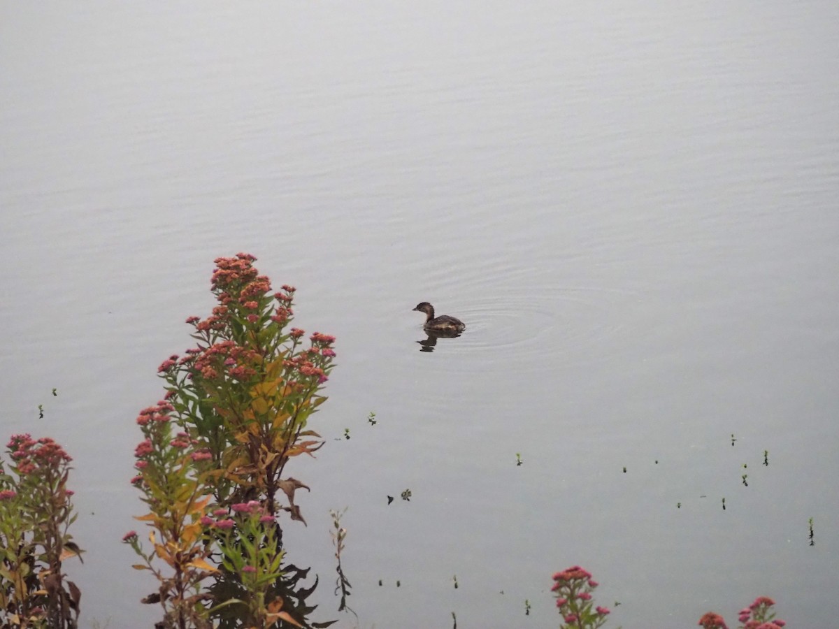 Pied-billed Grebe - ML624552443