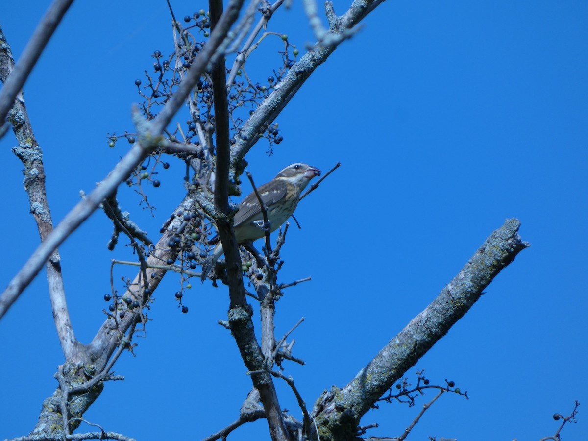 Rose-breasted Grosbeak - ML624552452