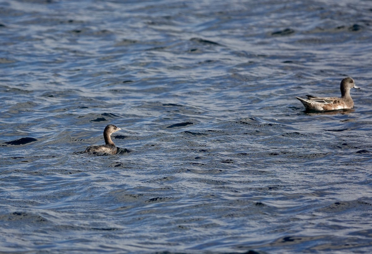 Pied-billed Grebe - ML624552462