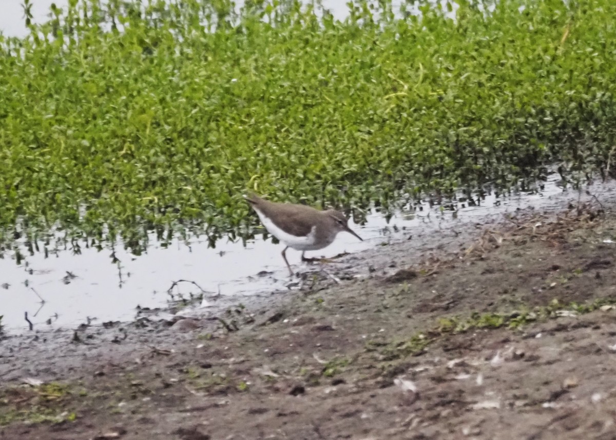 Spotted Sandpiper - ML624552483