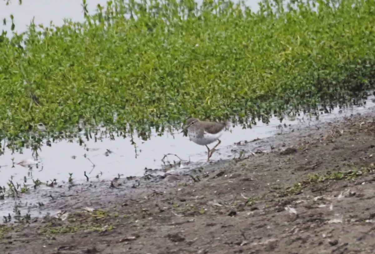 Spotted Sandpiper - ML624552484