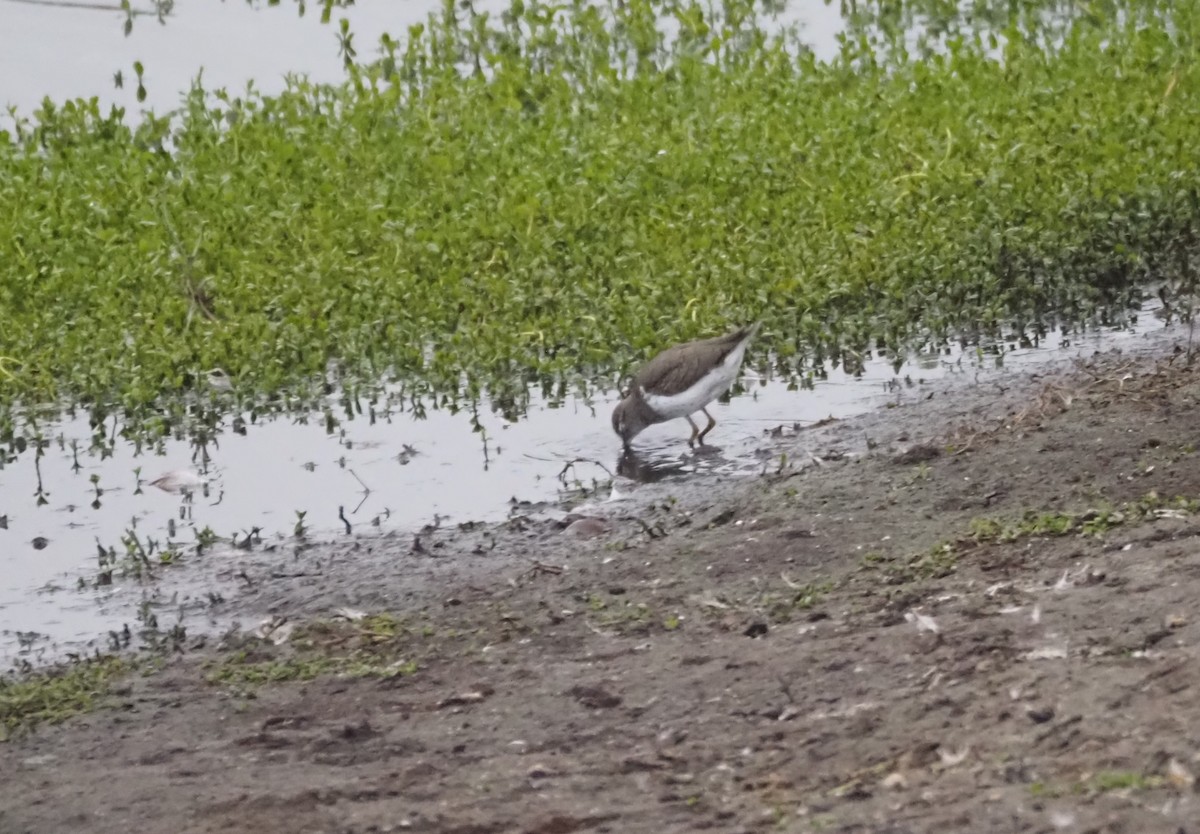 Spotted Sandpiper - ML624552485