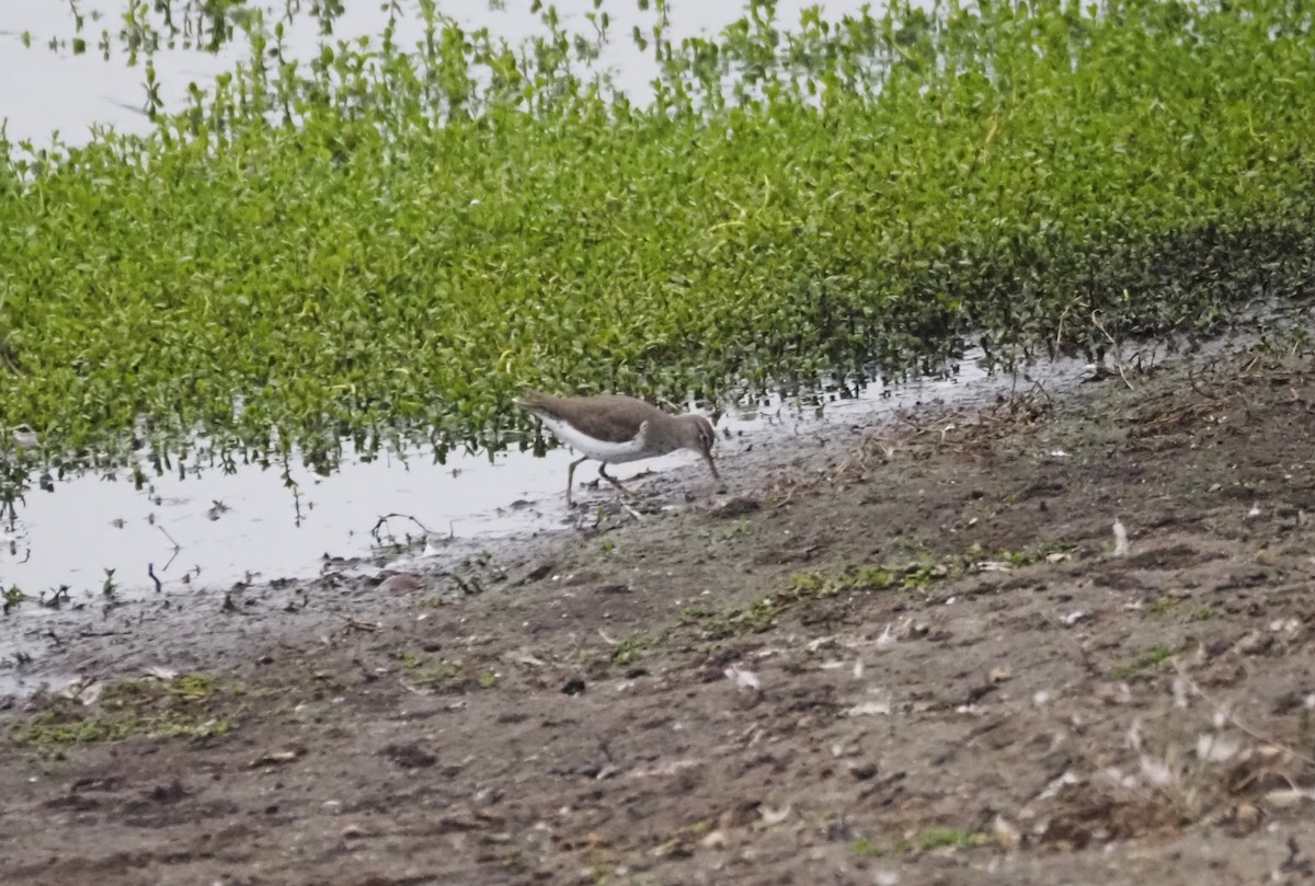 Spotted Sandpiper - ML624552486