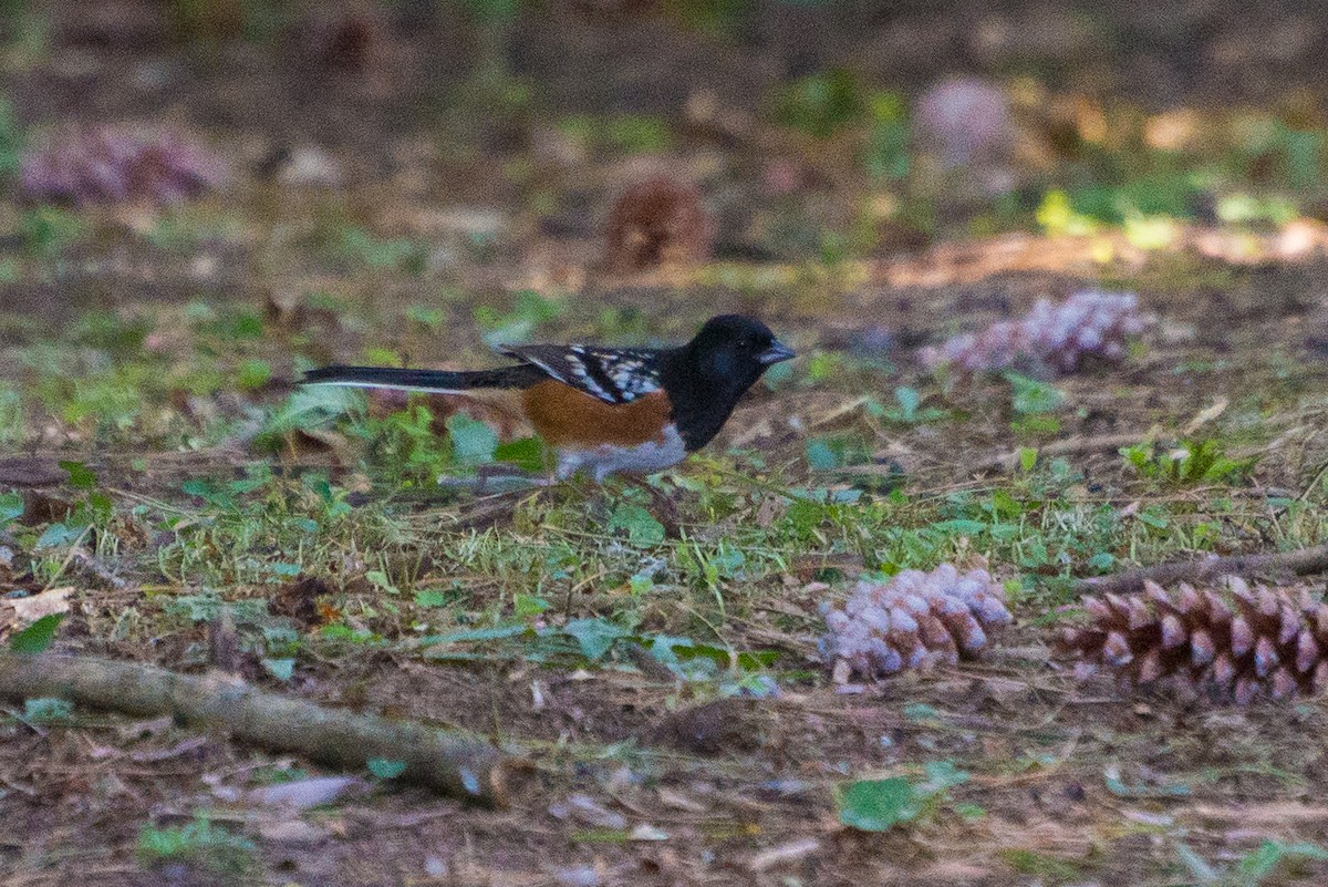 Spotted Towhee - Jason Hedlund