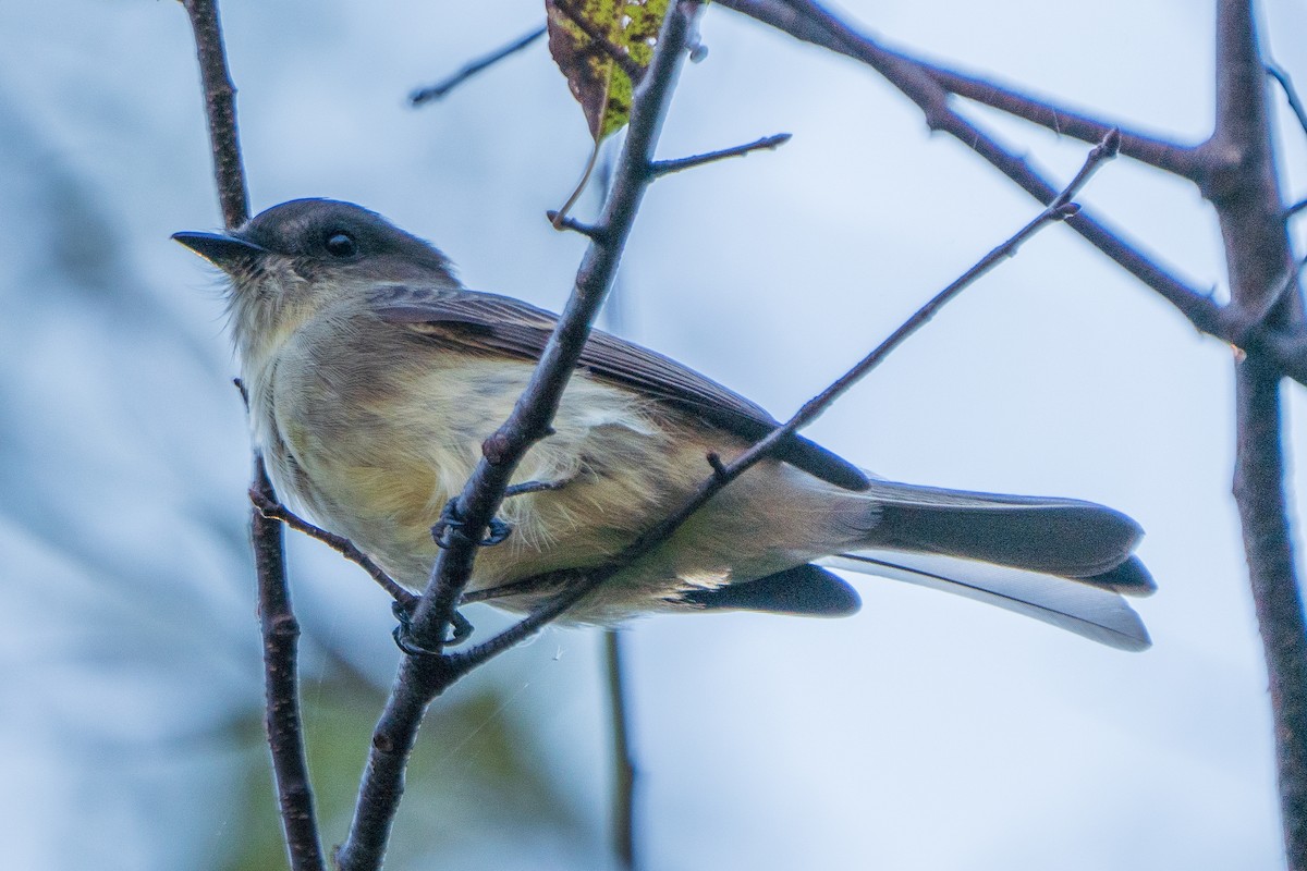 tanımsız Empidonax sp. - ML624552502