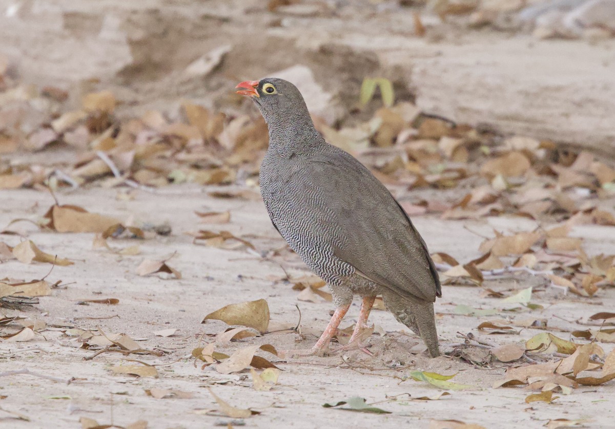 Red-billed Spurfowl - Patricia Bacchetti