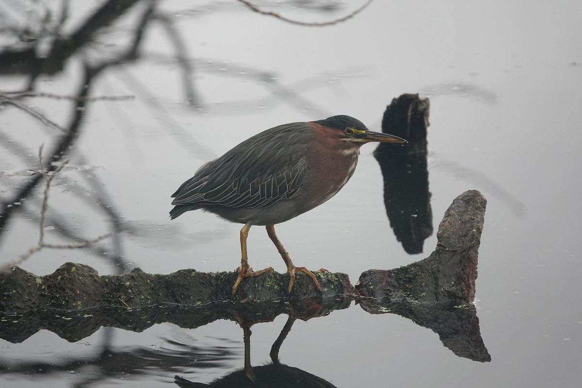 Grünreiher - ML624552513