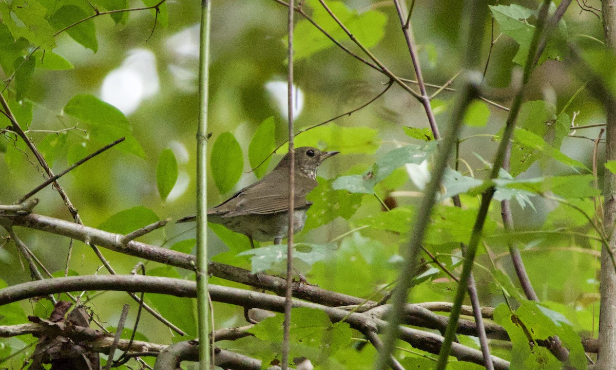 Gray-cheeked Thrush - Jacob Annis