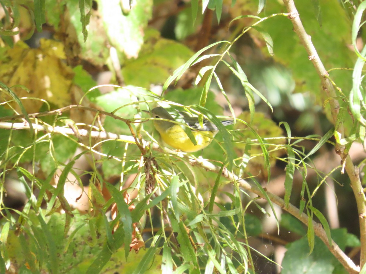 Magnolia Warbler - Tania Mohacsi