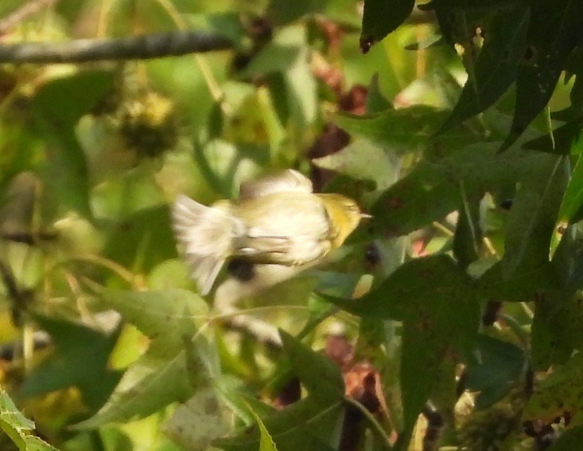 Tennessee Warbler - Lori O'Bar