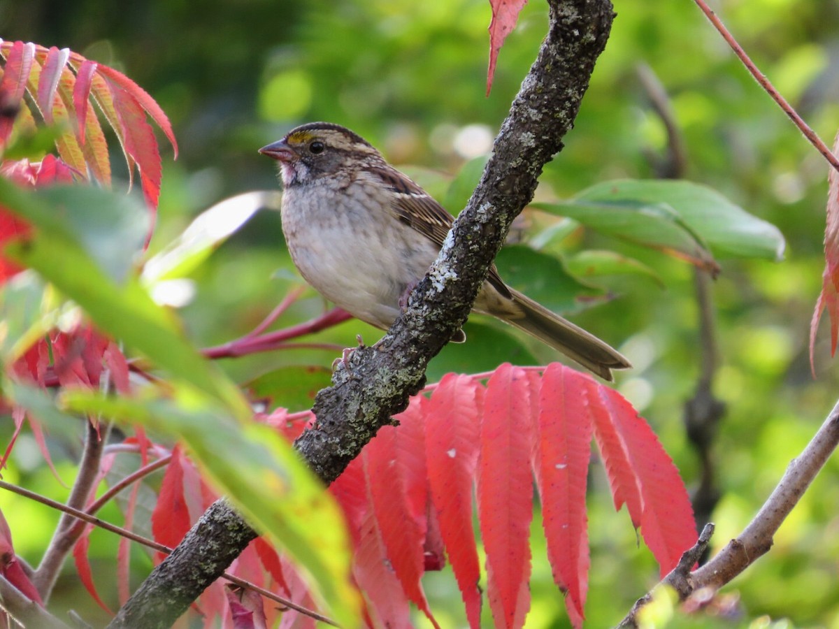 White-throated Sparrow - Tania Mohacsi