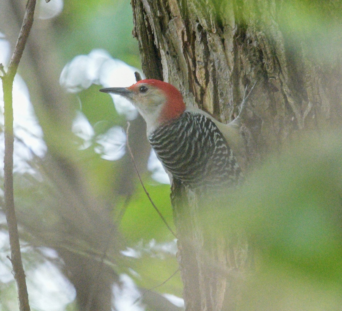 Red-bellied Woodpecker - Margaret Poethig