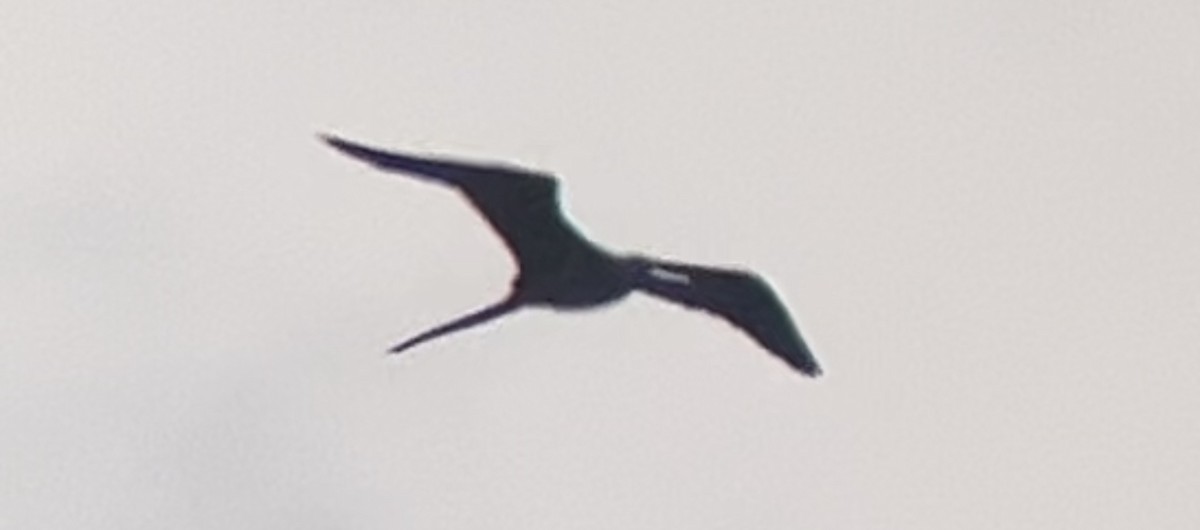 Magnificent Frigatebird - Mark McShane