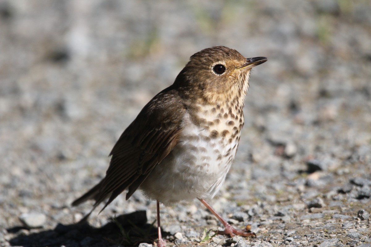 Hermit Thrush - ML624552660