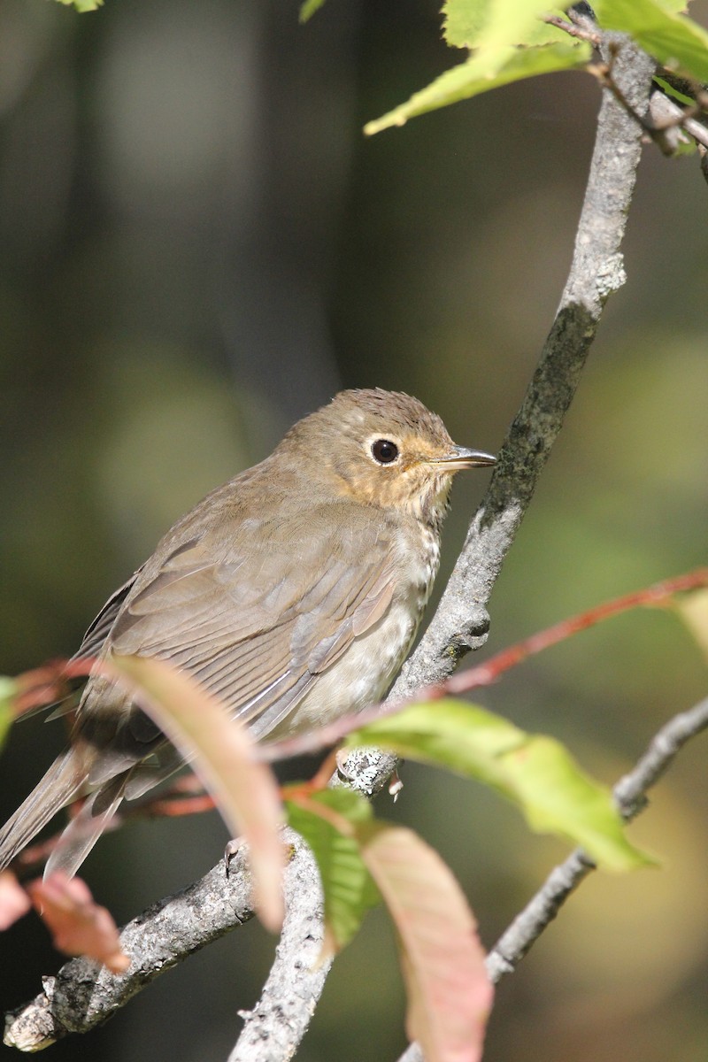 Hermit Thrush - ML624552664