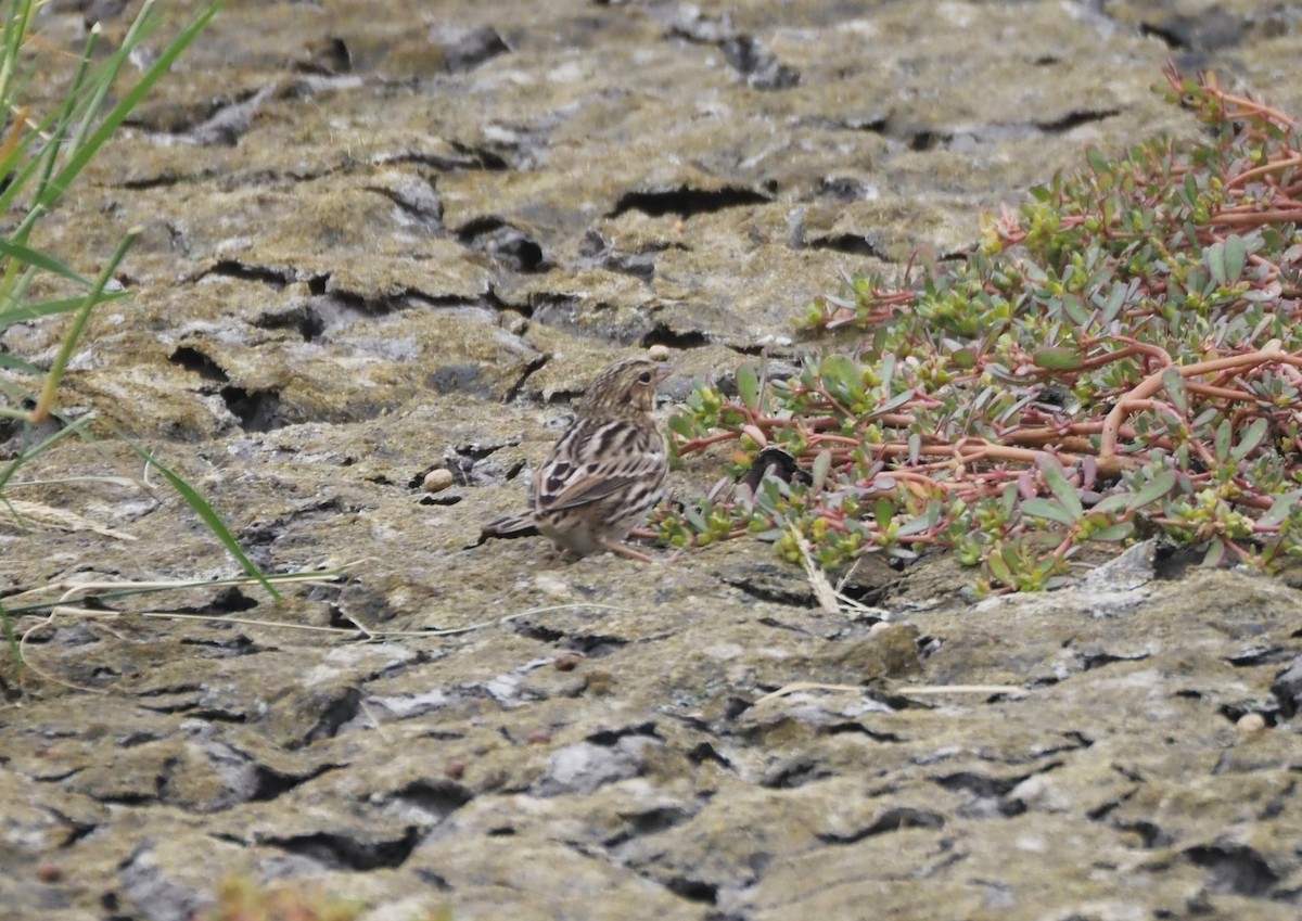 Savannah Sparrow - ML624552719