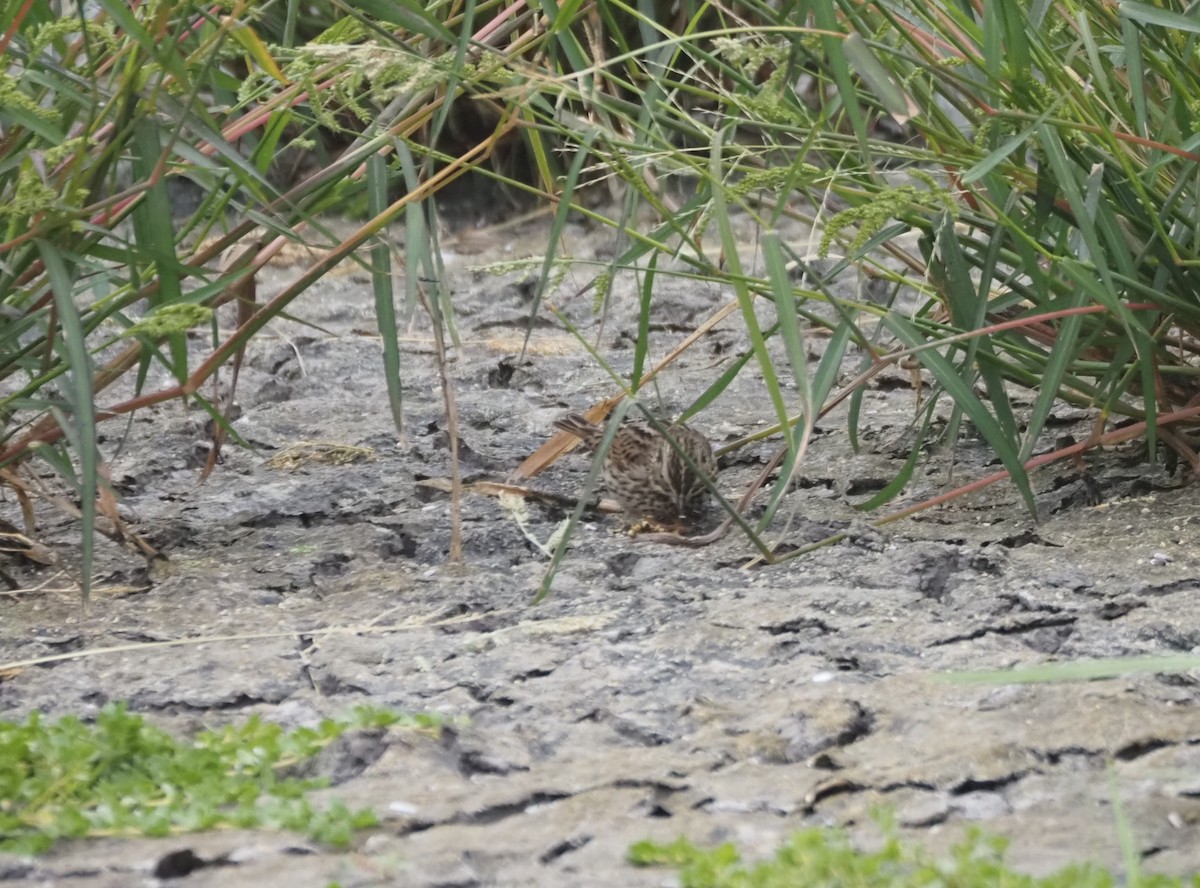 Savannah Sparrow - ML624552720