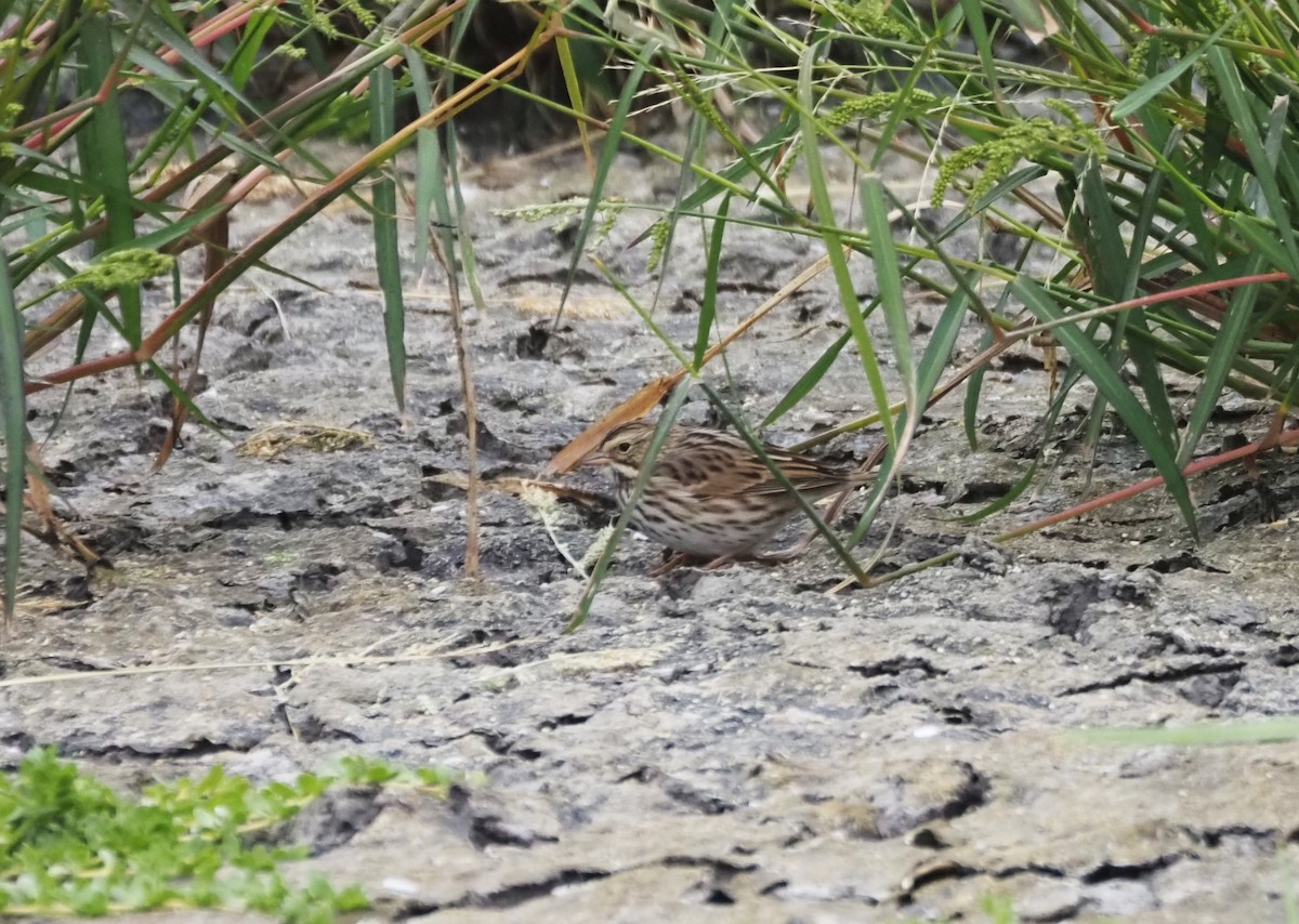 Savannah Sparrow - ML624552721