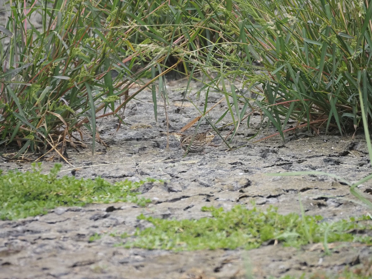 Savannah Sparrow - Uma Sachdeva