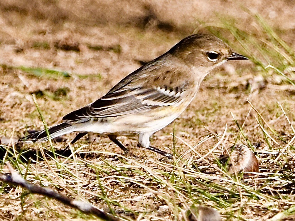 Yellow-rumped Warbler - Jason C. Martin