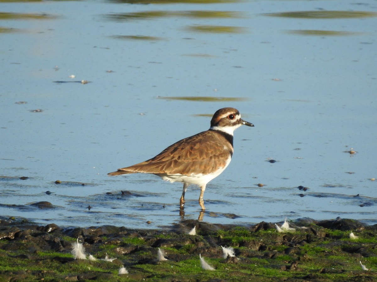 Killdeer - ML624552731