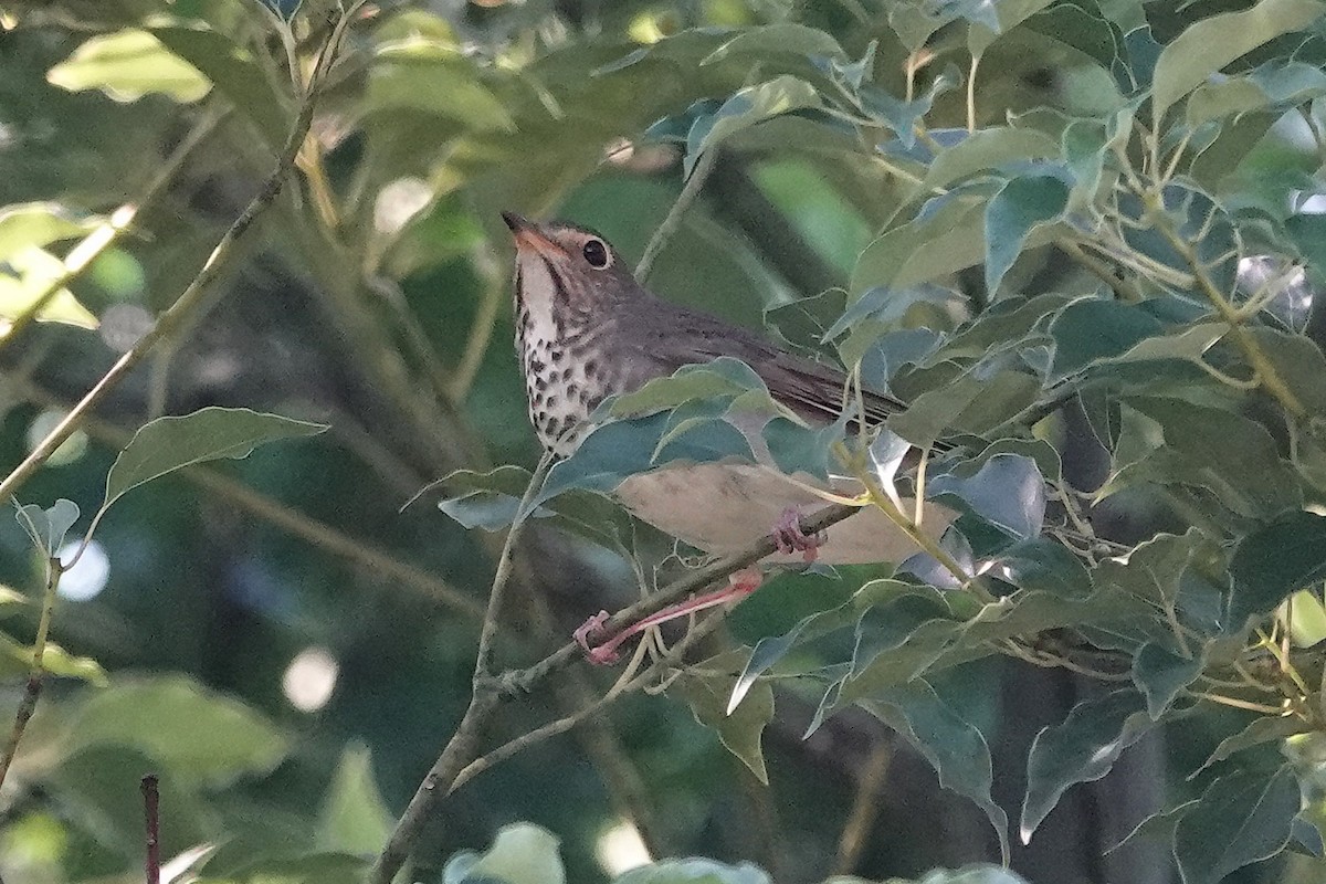 Swainson's Thrush - ML624552732