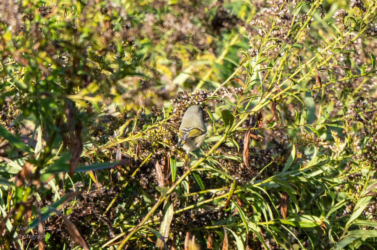 Ruby-crowned Kinglet - ML624552735