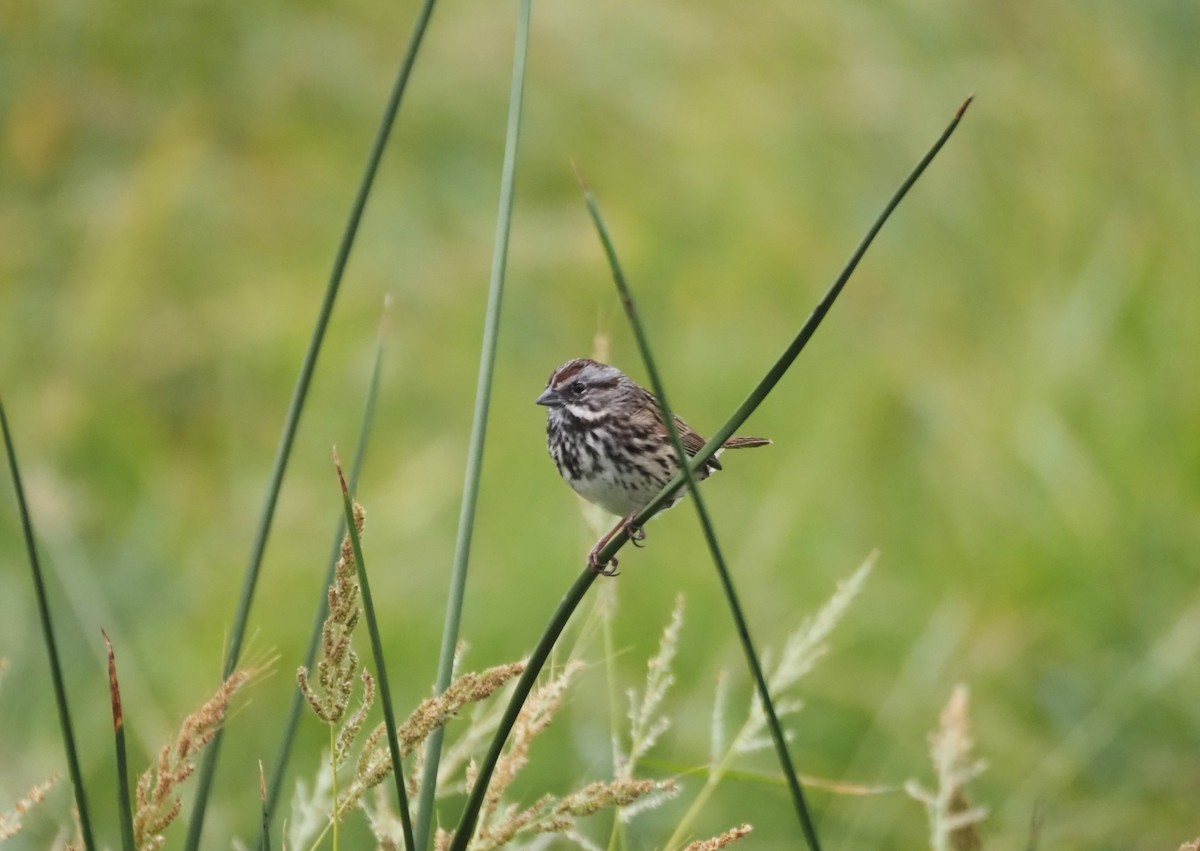 Song Sparrow - ML624552736