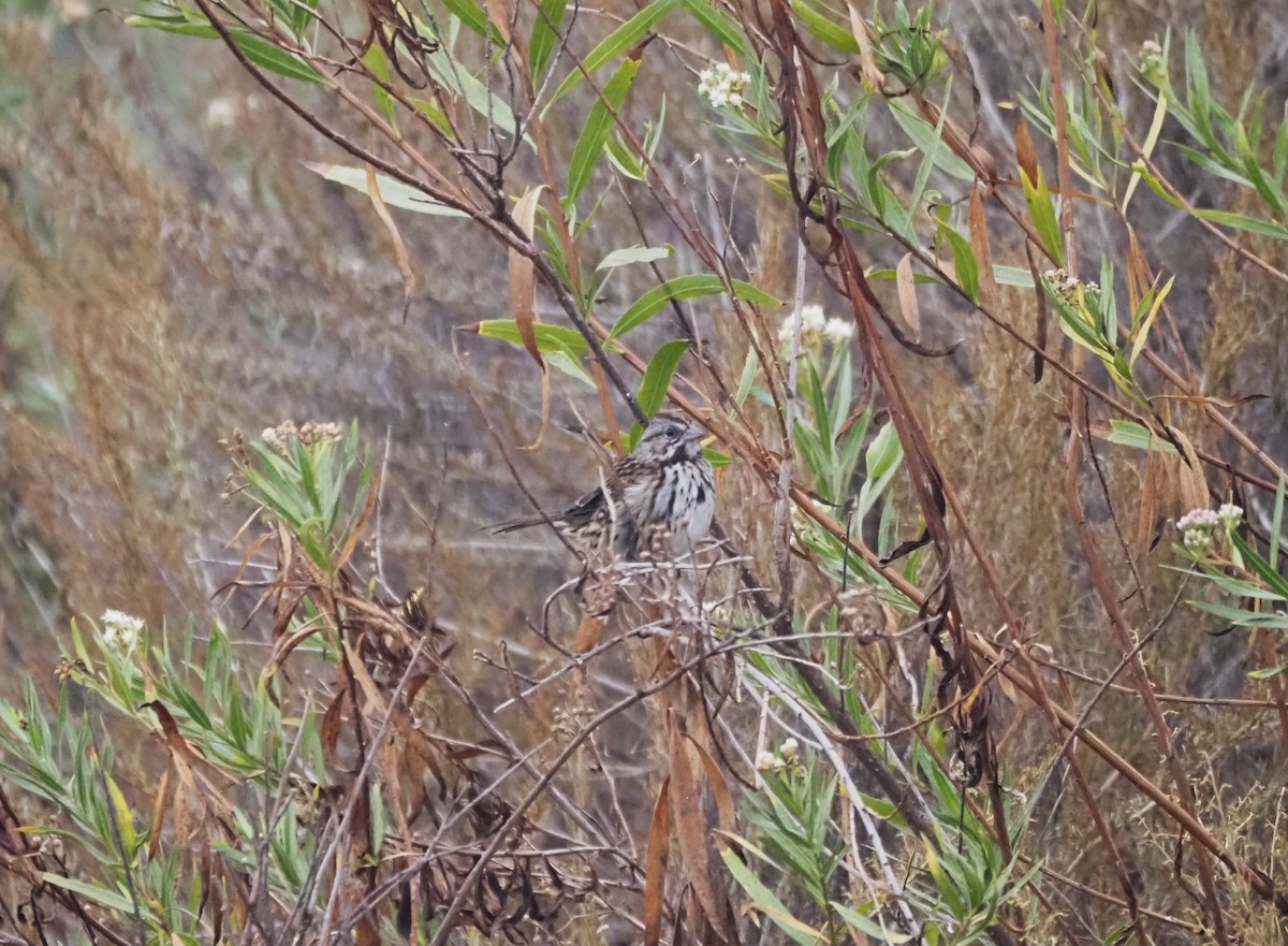 Song Sparrow - ML624552737