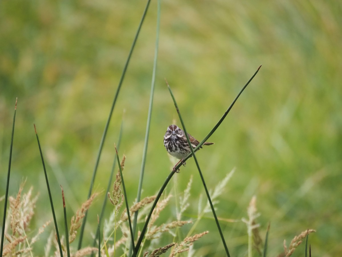 Song Sparrow - ML624552738