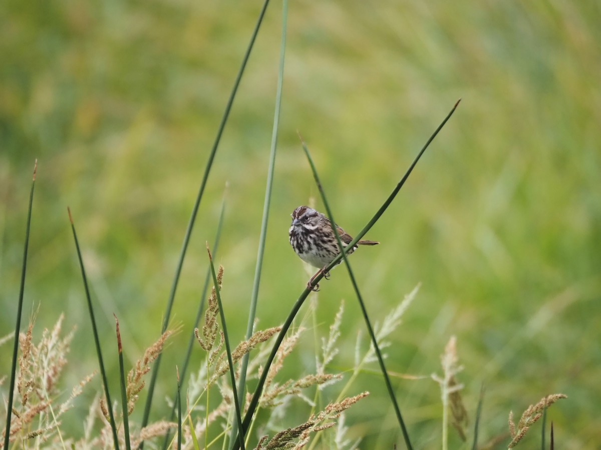 Song Sparrow - ML624552739