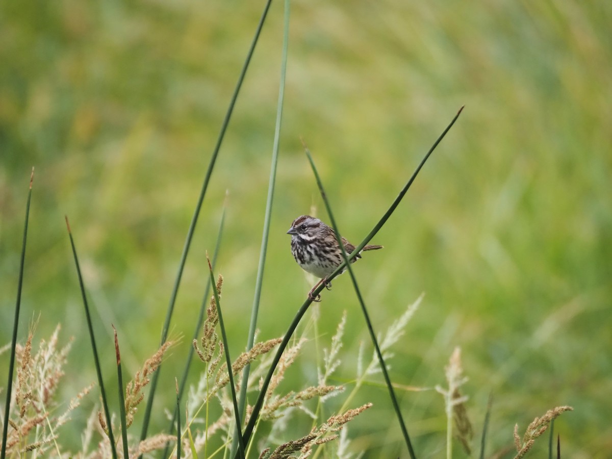 Song Sparrow - ML624552740