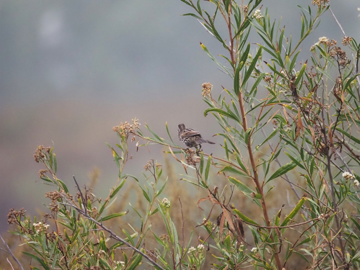 Song Sparrow - ML624552741