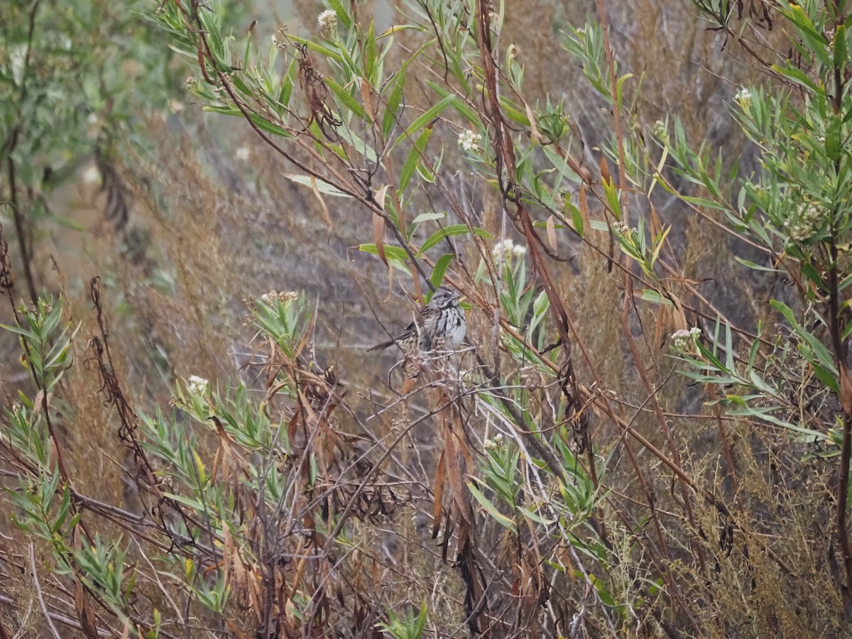 Song Sparrow - ML624552743