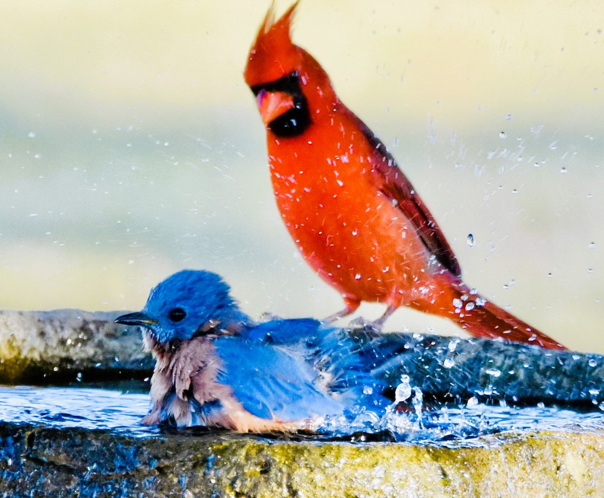 Northern Cardinal - ML624552744