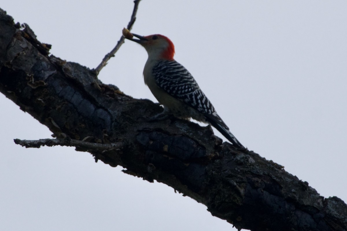 Red-bellied Woodpecker - ML624552746