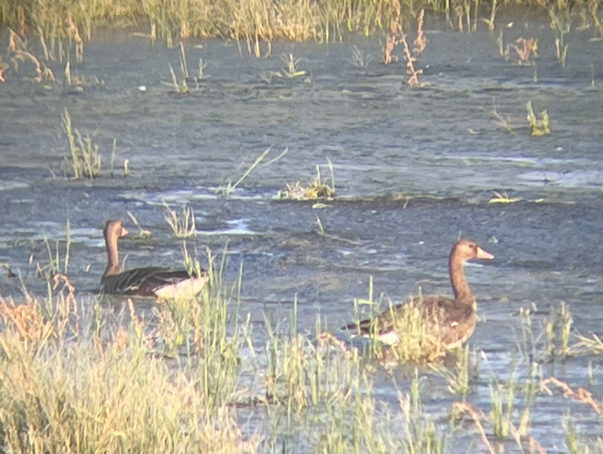 Greater White-fronted Goose - ML624552751